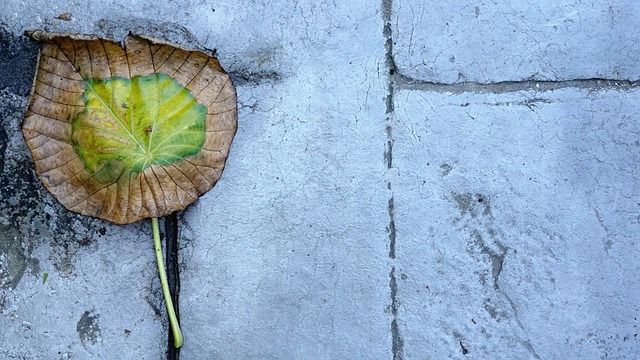 Free Pattern Leaf photo and picture