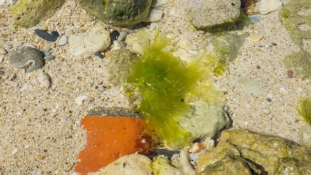 Free Seaweed Stone photo and picture