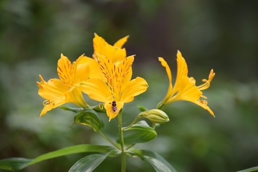 Free Insect Flower Background photo and picture