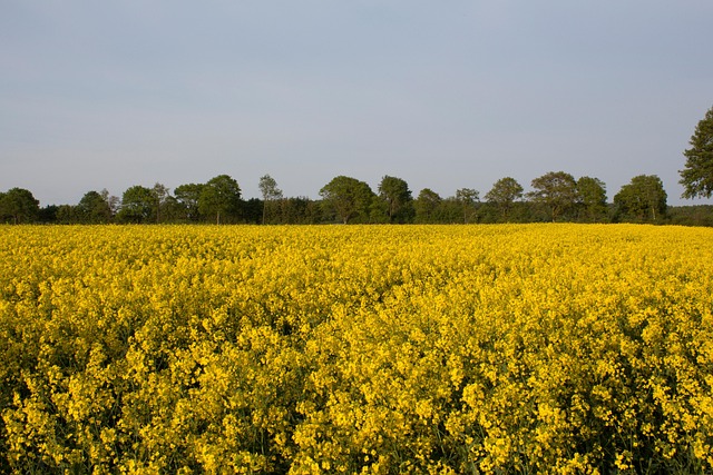 Free Field Of Rapeseeds Oilseed Rape photo and picture