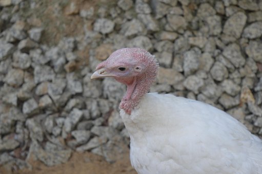 Free Bird White photo and picture