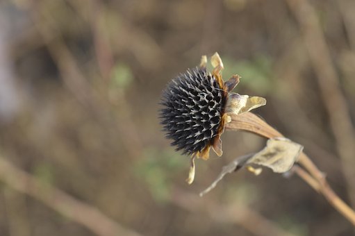 Free Flower Plant photo and picture