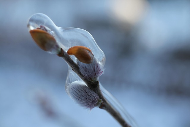 Free Catkins Pasture photo and picture