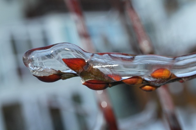Free Branch Bud photo and picture