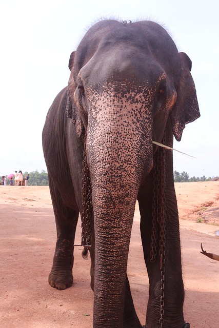 Free Elephant Sri Lanka photo and picture