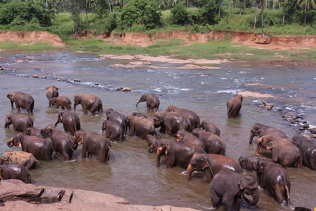 Free Elephant Sri Lanka photo and picture
