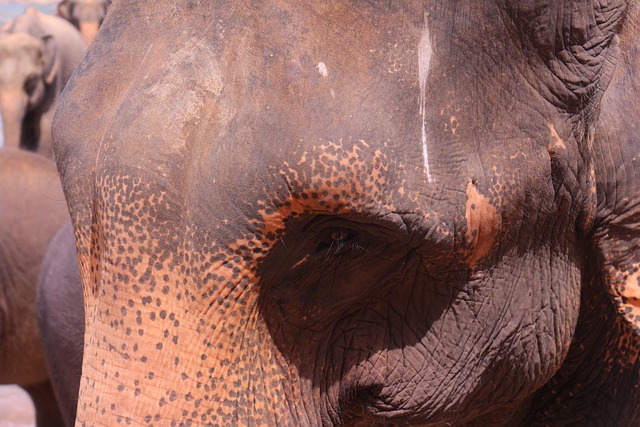 Free Elephant Sri Lanka photo and picture