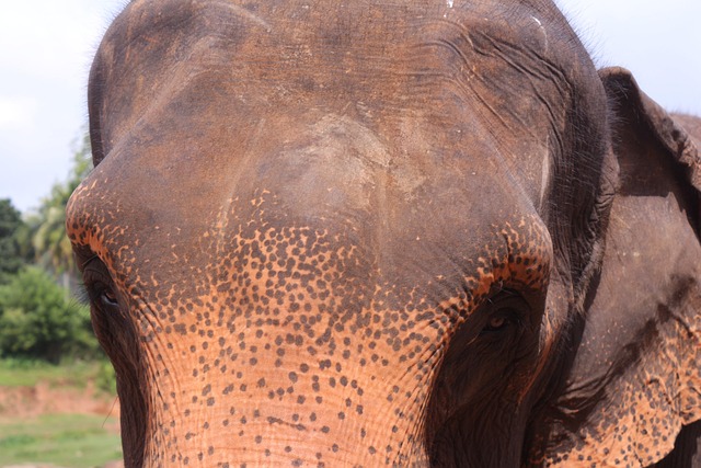 Free Elephant Sri Lanka photo and picture