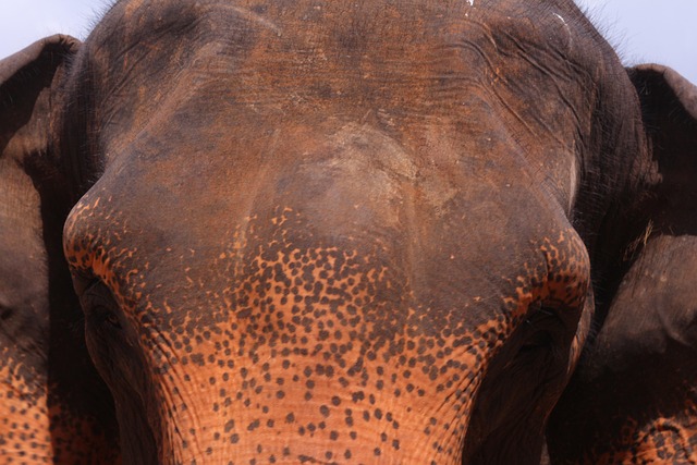 Free Elephant Sri Lanka photo and picture