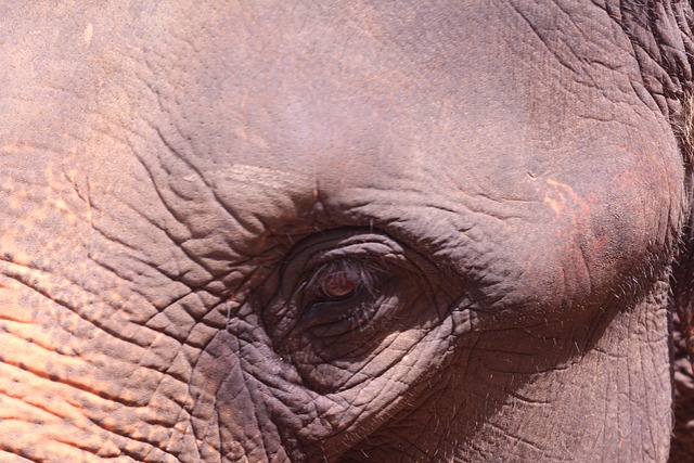 Free Elephant Sri Lanka photo and picture