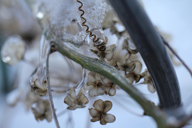 Free Flower Ice Sheet photo and picture
