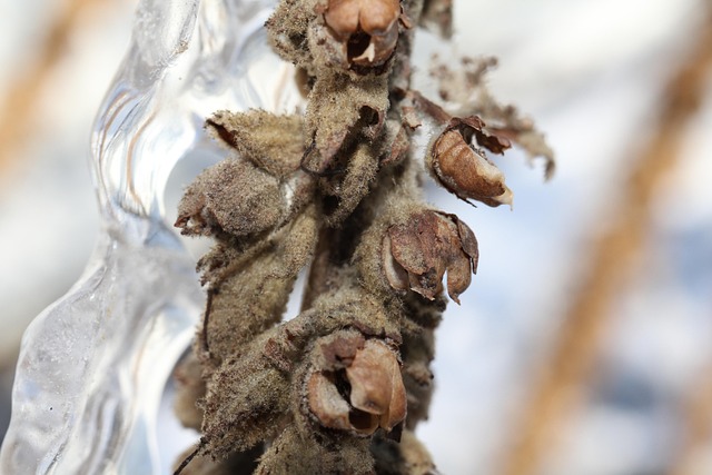 Free Plant Dried Up photo and picture