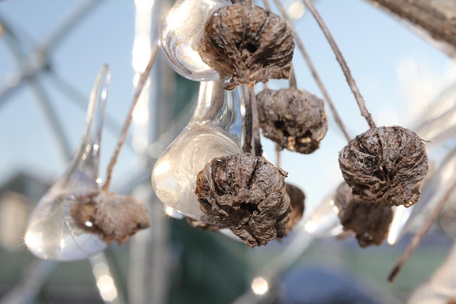 Free Plant Dried Up photo and picture