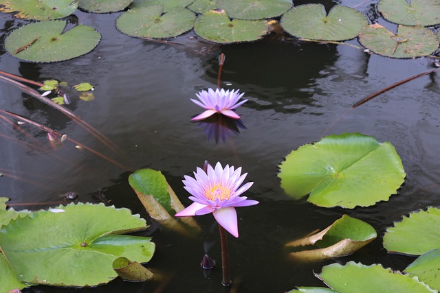 Free Golden Temple Sri Lanka photo and picture
