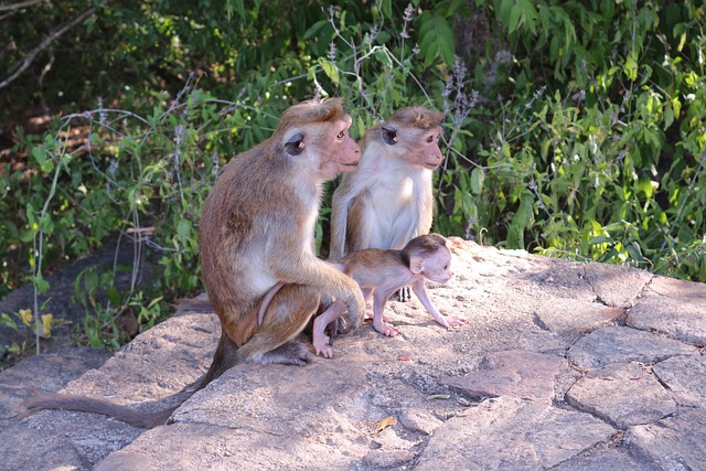 Free Monkey Family Family photo and picture