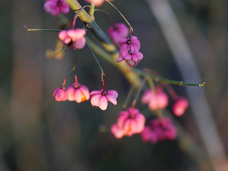 Free Peacock Pink photo and picture