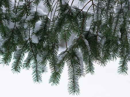 Free Spruce Green photo and picture