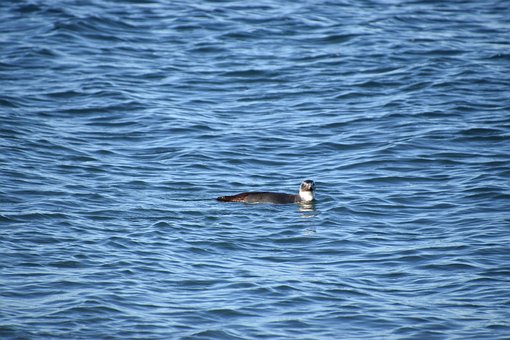 Free Magellanic Penguin Puerto Madryn photo and picture