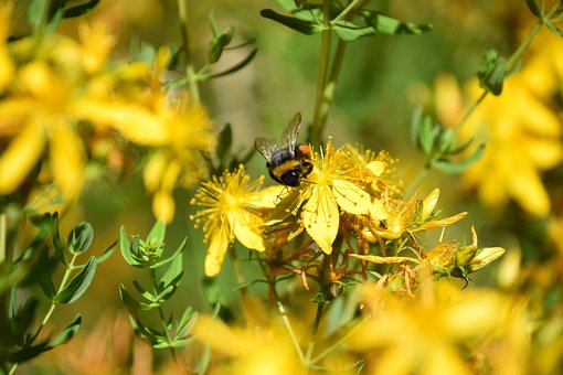 Free Bee Flowers photo and picture
