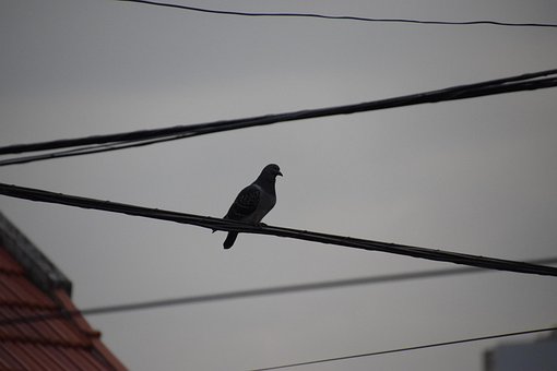 Free Bird Paloma photo and picture