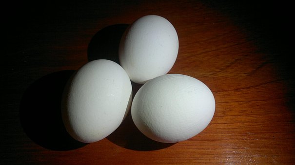 Free Eggs Food photo and picture