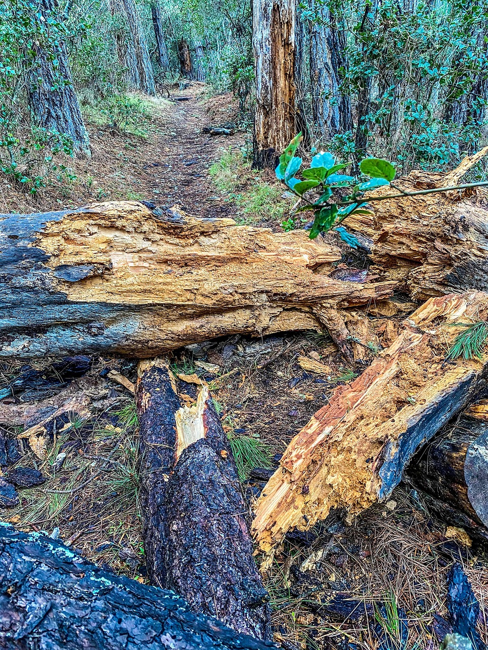 Tree Monterey Free photo on Pixabay Pixabay