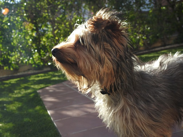 Free Dog York photo and picture