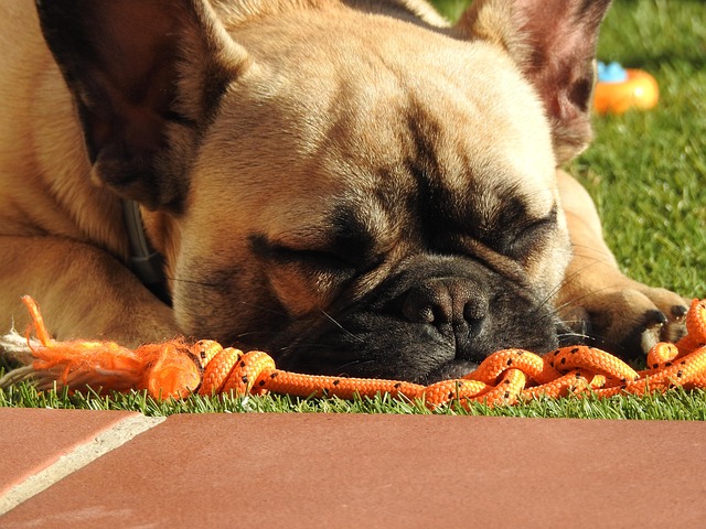 Free Dog Bulldog photo and picture