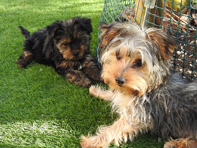 Free Dogs Friends photo and picture