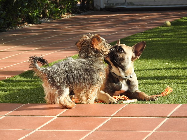 Free Play Bulldog Dogs photo and picture