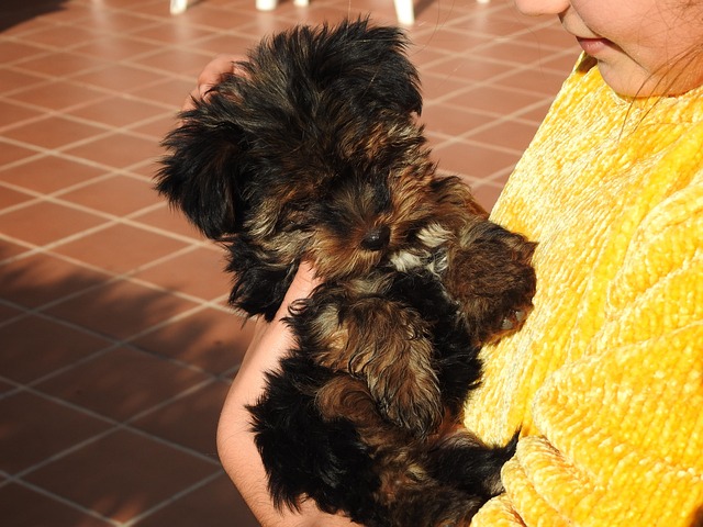 Free Puppy Black photo and picture