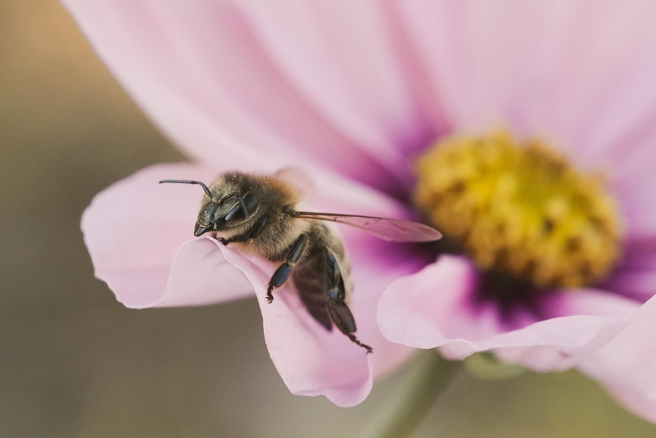 Flower - free online jigsaw puzzle photo