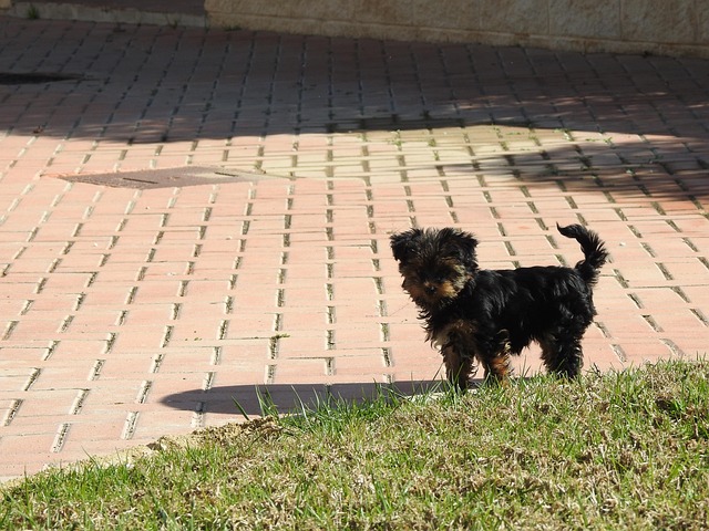 Free Alone Dog photo and picture