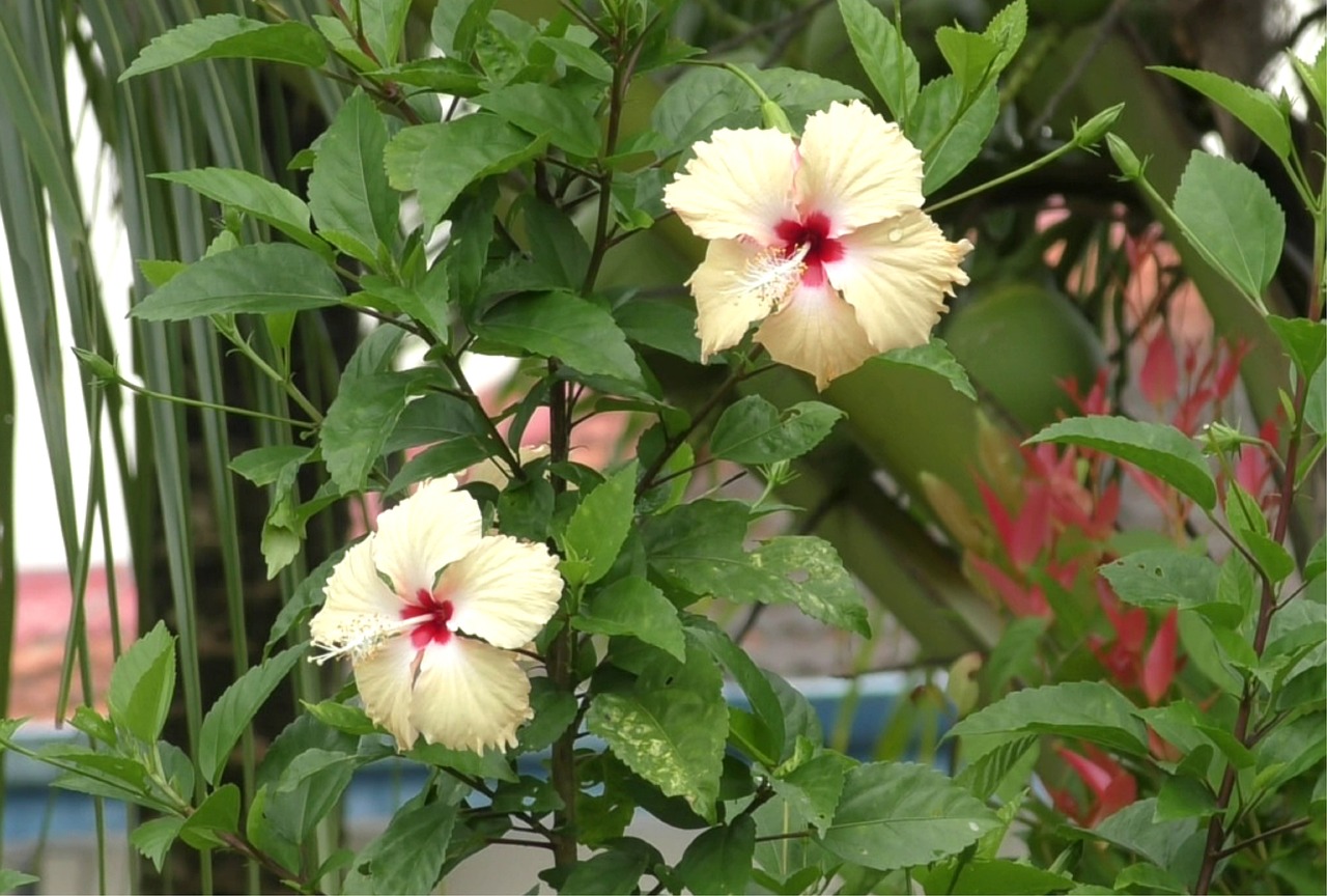 Hibiscus Jardin Bloom - Photo gratuite sur Pixabay - Pixabay