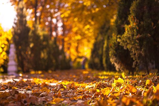Free Листья Осень photo and picture