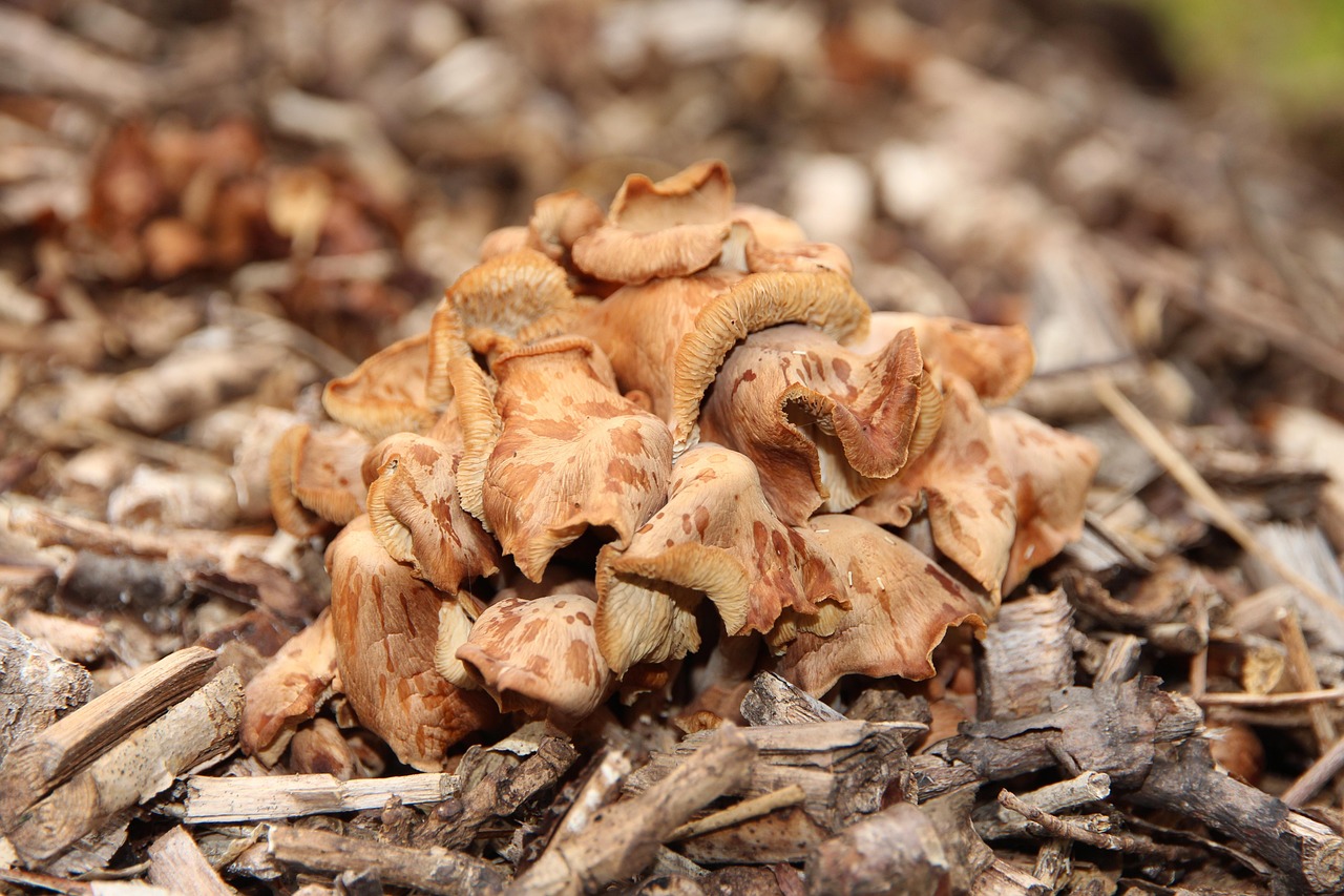 Mushrooms Brown Inedible Free photo on Pixabay Pixabay