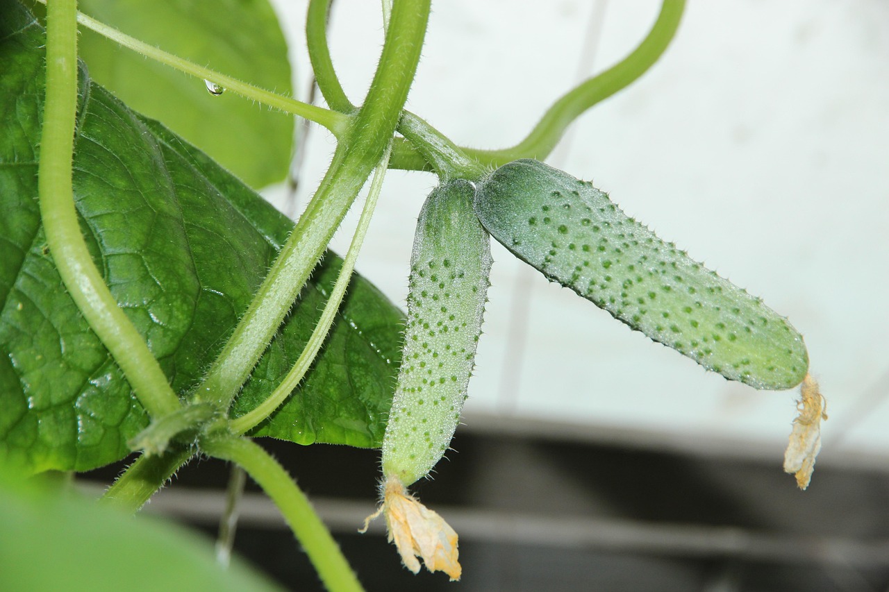 Cucumbers Small Fresh Free photo on Pixabay Pixabay