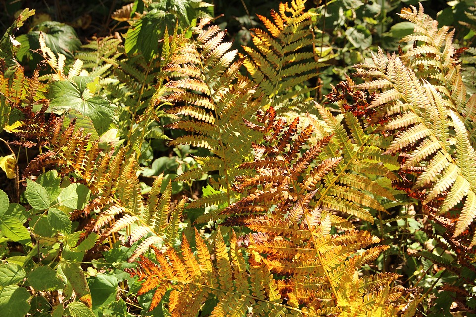 Fern Leaves Autumn - Free photo on Pixabay - Pixabay