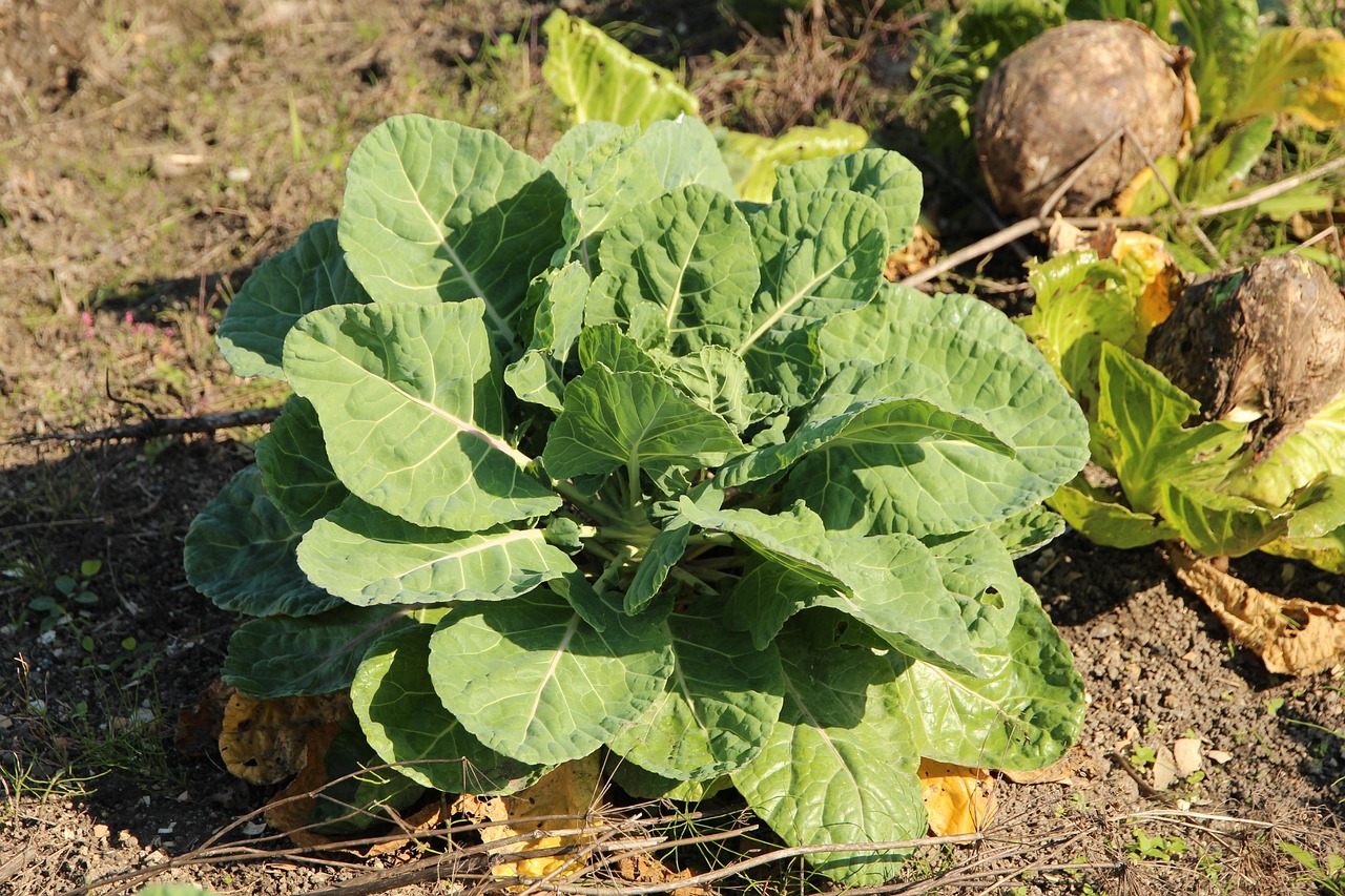 Cabbage White Vegetable Free photo on Pixabay Pixabay
