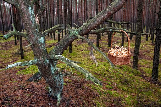 Svampe, Mushrooming, Skov, Efterår