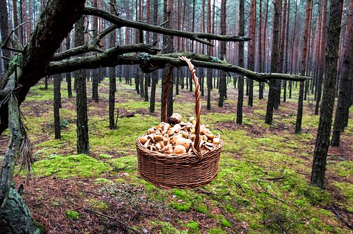 Mushrooming, Skov, Efterår, Svampe
