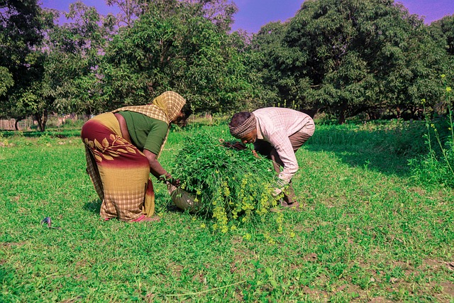 Free Barseem Fodder photo and picture