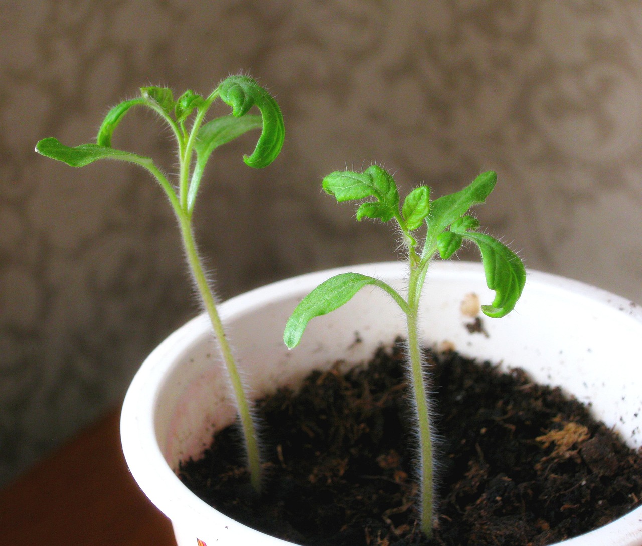 60+ Free Tomato Seedling & Seedling Images Pixabay