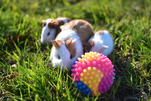 Free Mouse Family photo and picture