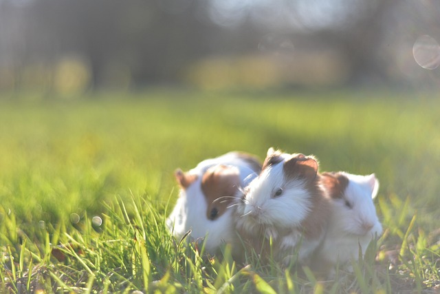 Free Mouse Family photo and picture