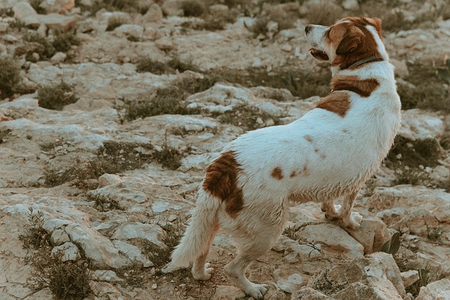 Free Dog Nature photo and picture