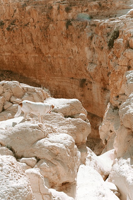 Free Landscape Desert photo and picture