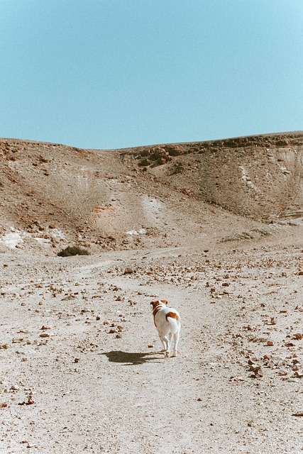 Free Landscape Desert photo and picture