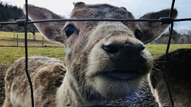 Free Damwild Tiere photo and picture