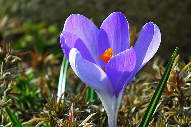 3,000+ Free Krokus Krokusy & Crocus Photos Pixabay